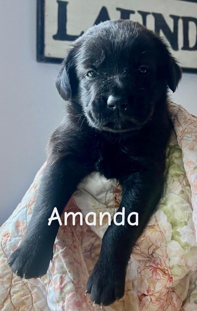 Enlarge Bemstrom / Amanda, a Adoptable mixed breed in Broomfield, CO image 1/2