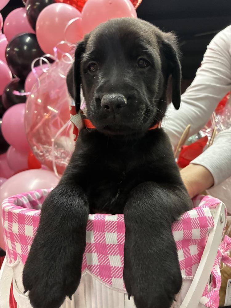Enlarge Bemstrom / Amanda, a Adoptable mixed breed in Broomfield, CO image 2/2