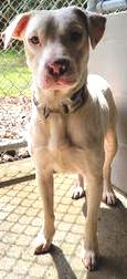 Sammy, sweet Lab mix, very timid, needs quiet, loving home