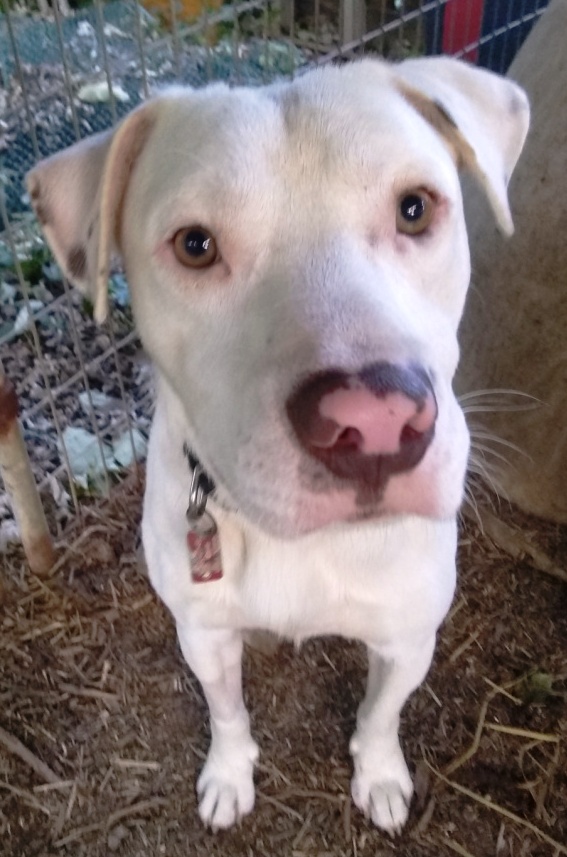 Sammy, sweet Lab mix, very timid, needs quiet, loving home