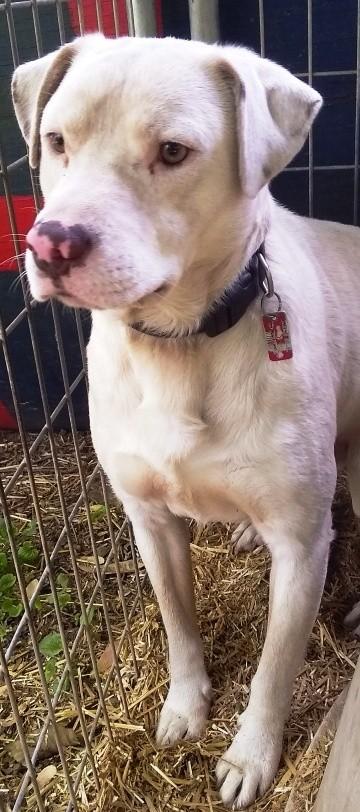 Sammy, sweet Lab mix, very timid, needs quiet, loving home