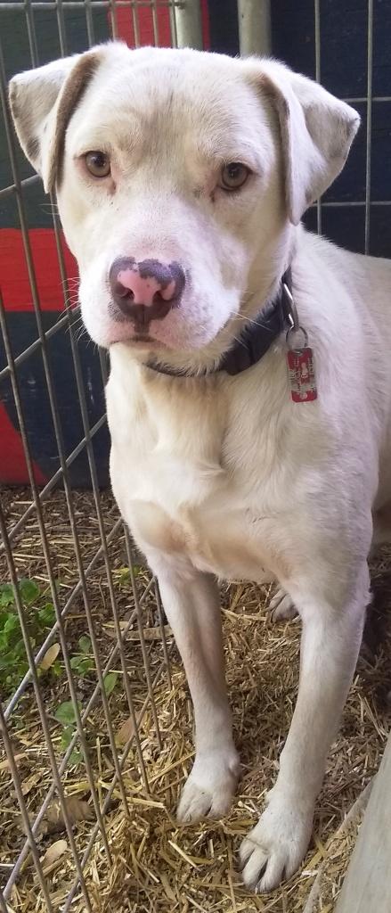 Sammy, sweet Lab mix, very timid, needs quiet, loving home