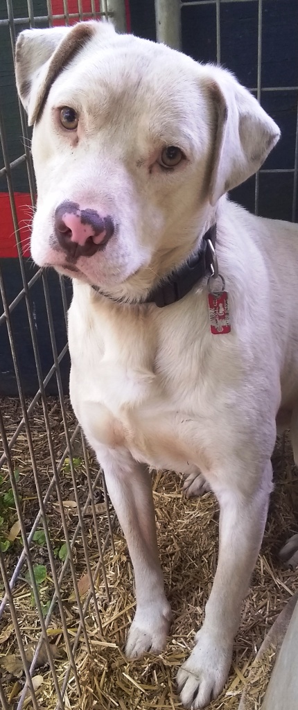Sammy, sweet Lab mix, very timid, needs quiet, loving home