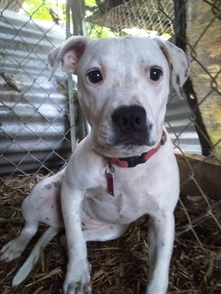 Sammy, sweet Lab mix, very timid, needs quiet, loving home