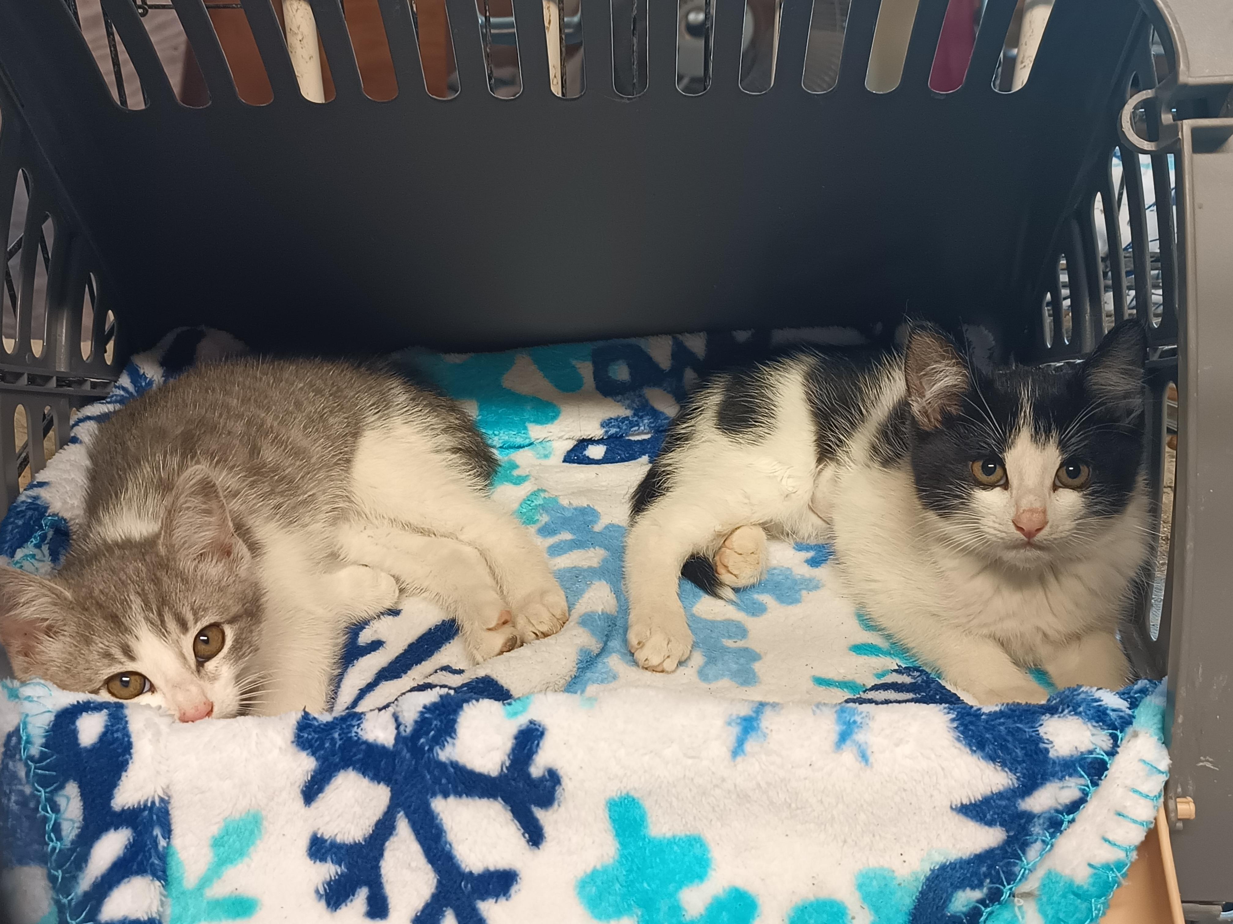 Enlarge Cora, a Adoptable mixed breed in Choctaw, OK image 1/2