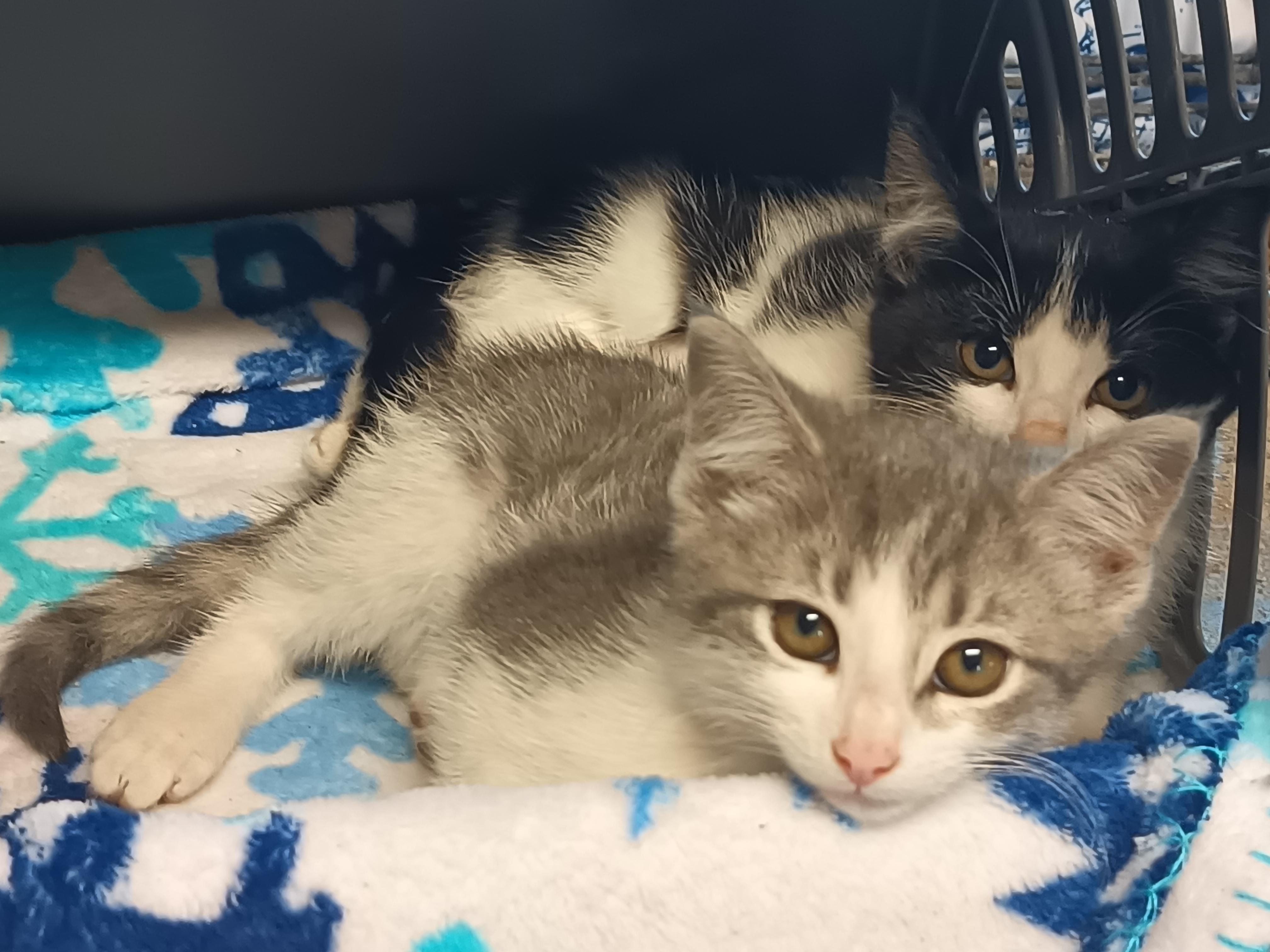 Cora, Adoptable, Kitten Female American Shorthair.