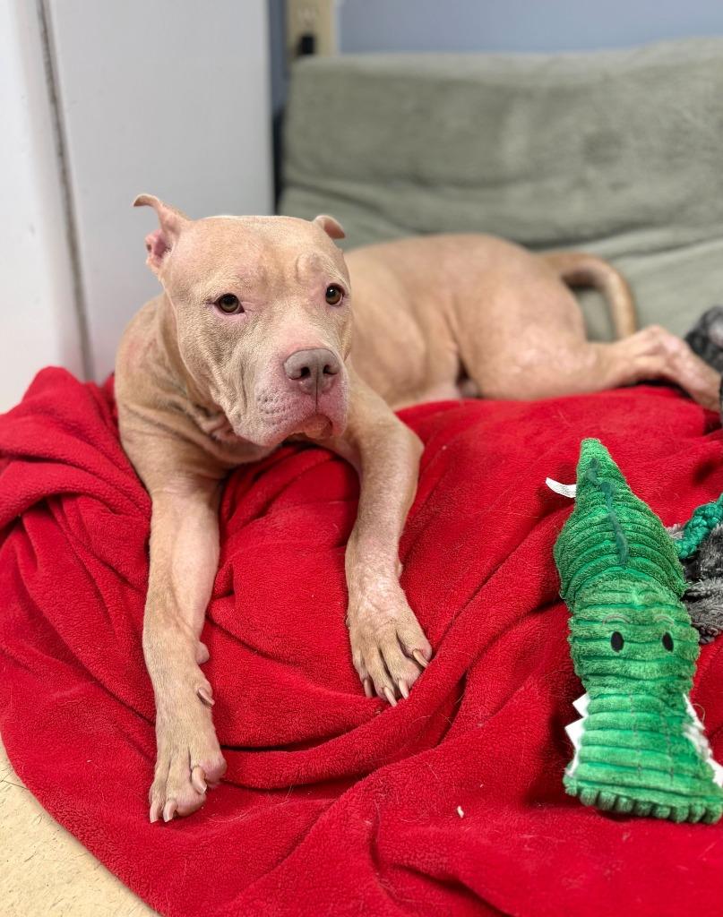 Enlarge Honey Beatrice, a Adoptable mixed breed in Chillicothe, OH image 2/3