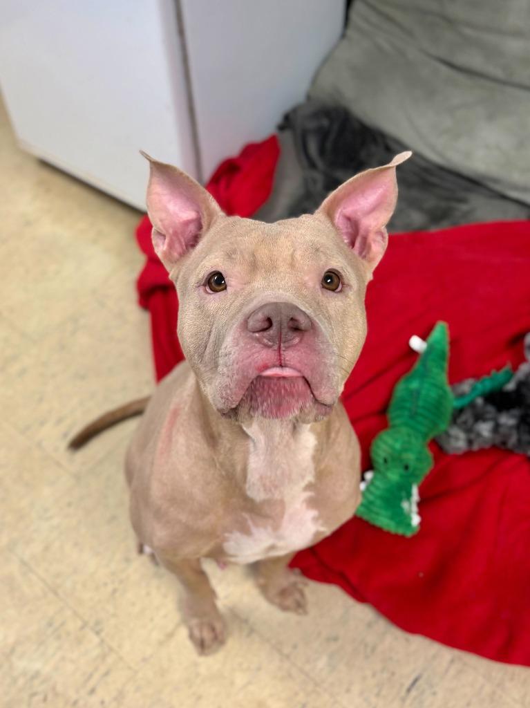 Enlarge Honey Beatrice, a Adoptable mixed breed in Chillicothe, OH image 3/3