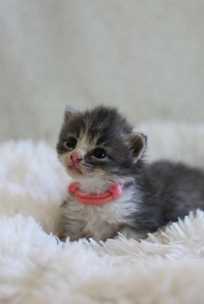 Claire, Adopted, Kitten Female Domestic Medium Hair.