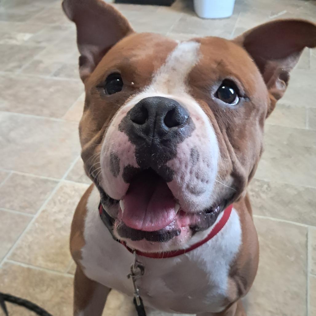 Hulk, Adoptable, Adult Male American Bulldog.