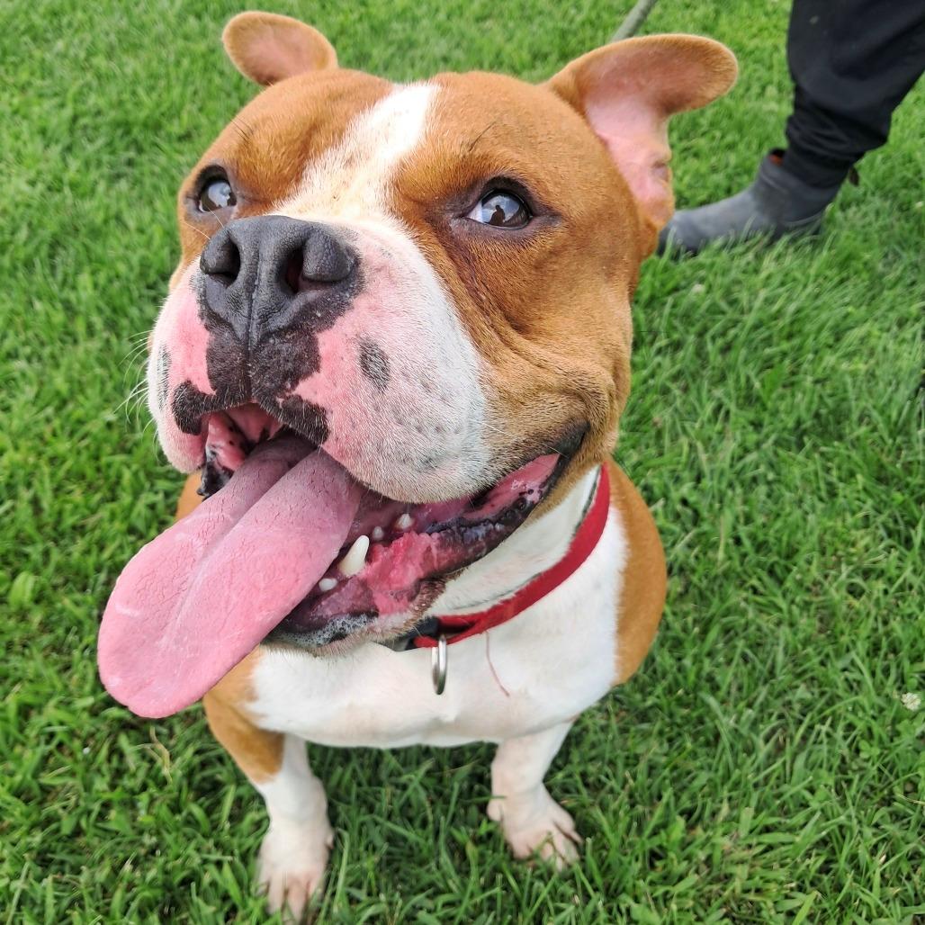 Enlarge Hulk, a Adoptable American Bulldog in Tipton, IA image 2/2