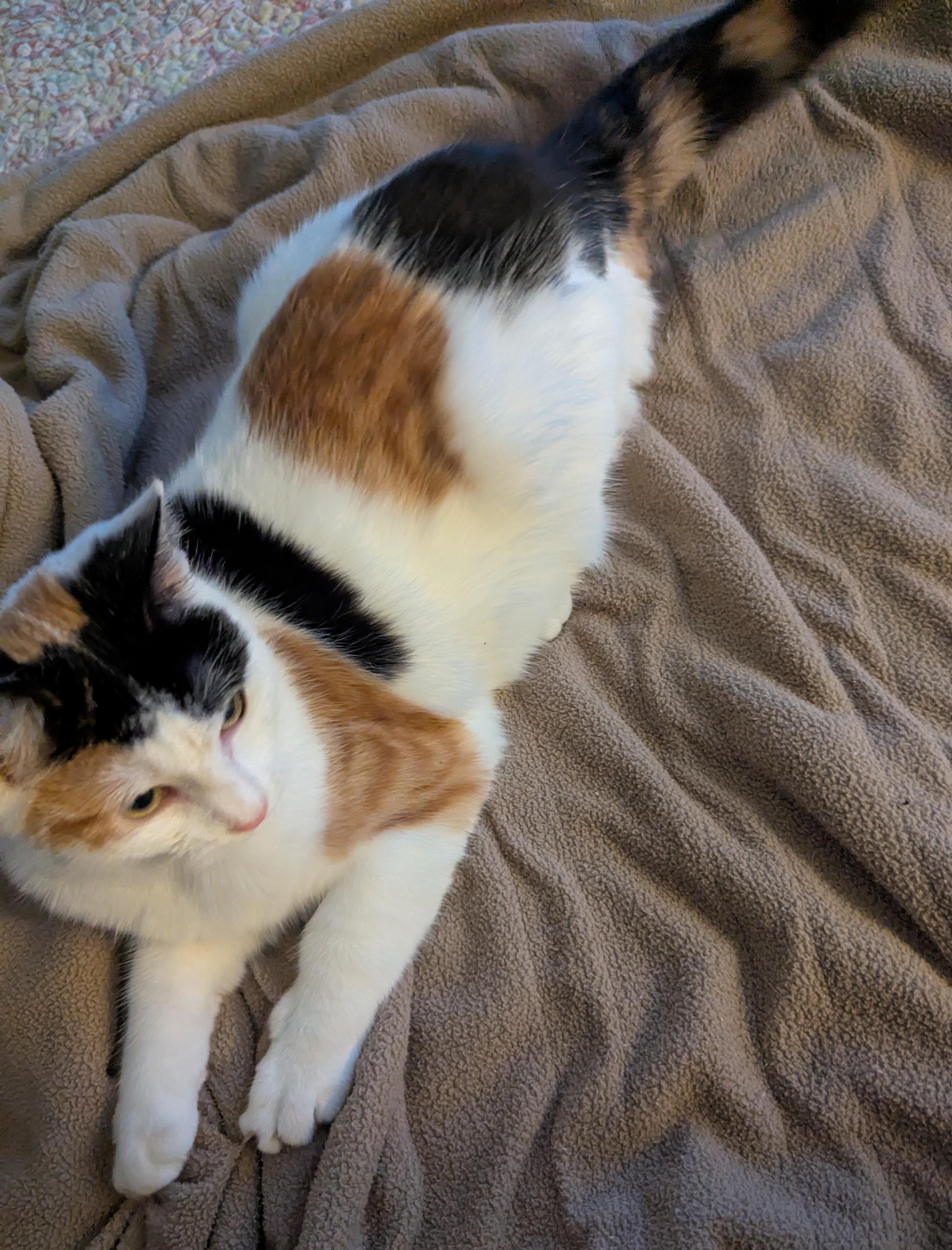 Enlarge Paw-liana, a Adoptable Calico in Malden, MA image 5/6