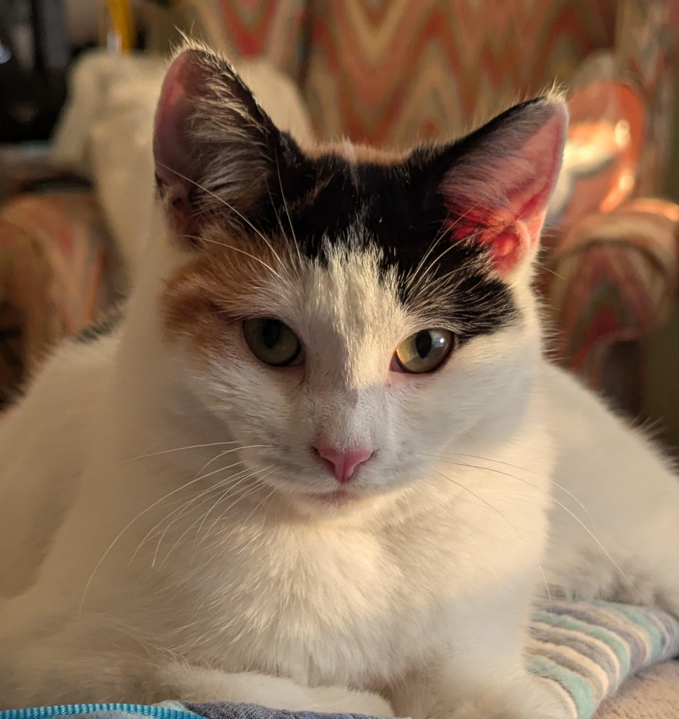 Enlarge Pawliana - Miss Independent, a Adoptable Calico in Malden, MA image 1/3