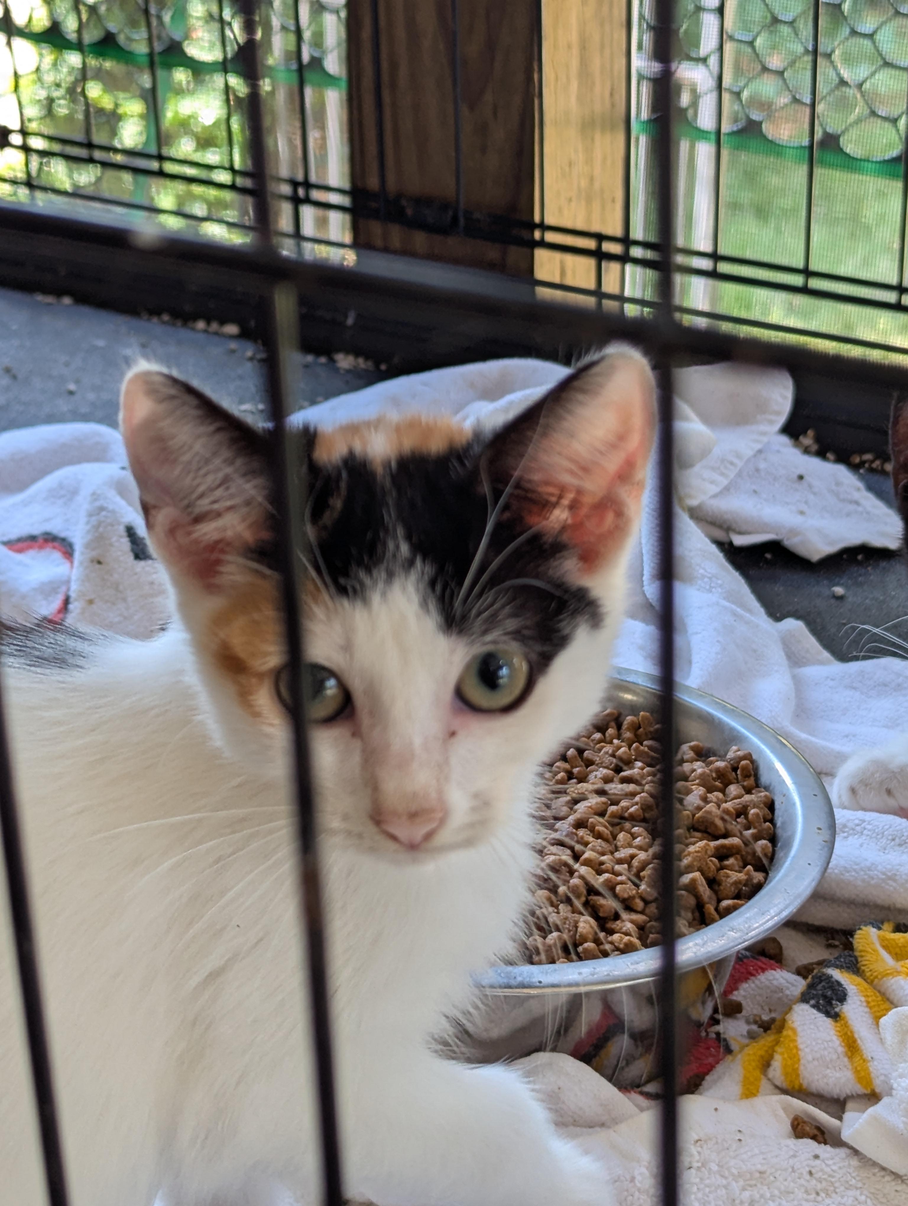 Pawliana - Miss Independent, a Adoptable Calico in Malden, MA image 1/2