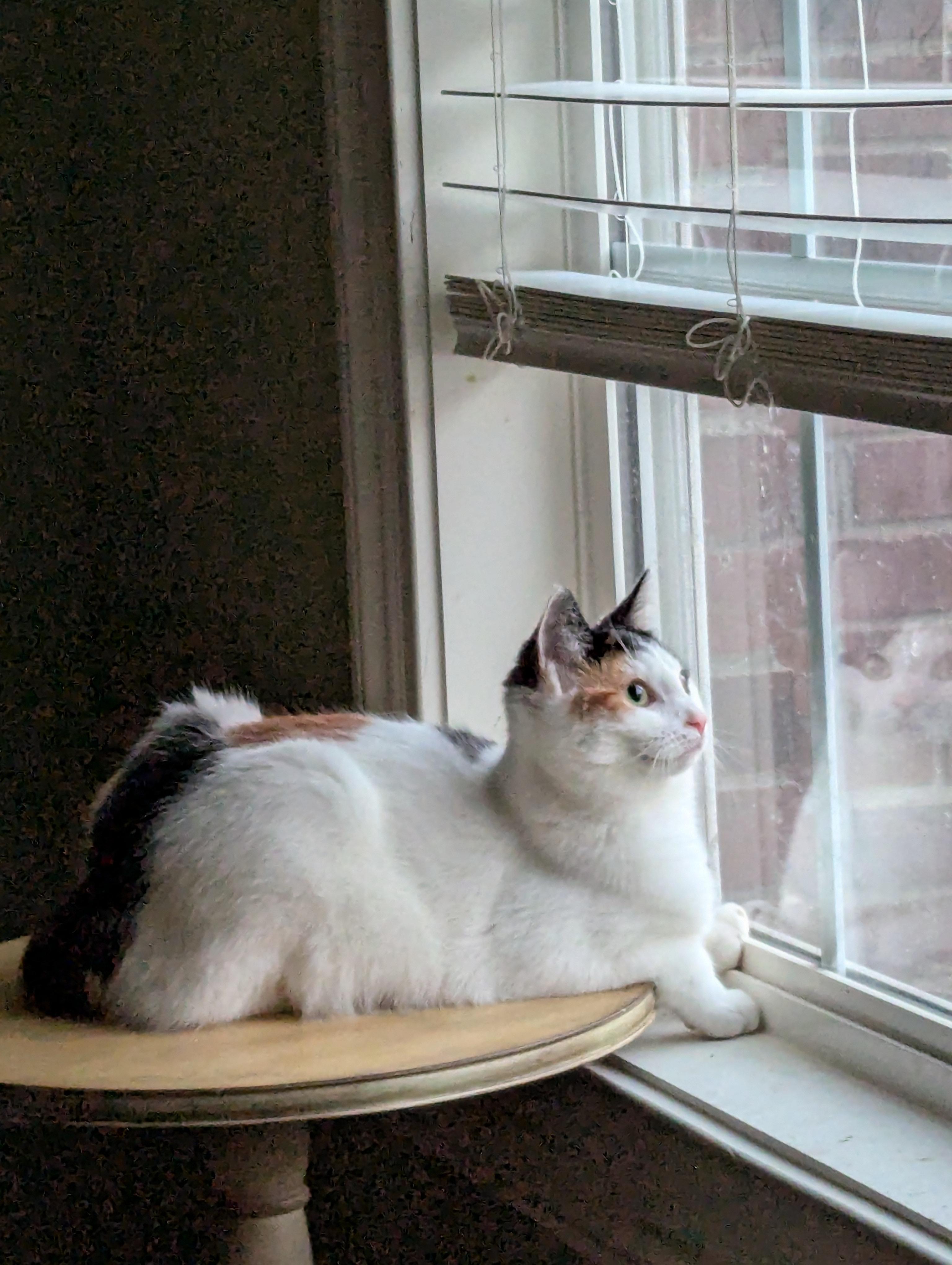 Enlarge Paw-liana, a Adoptable Calico in Malden, MA image 4/6