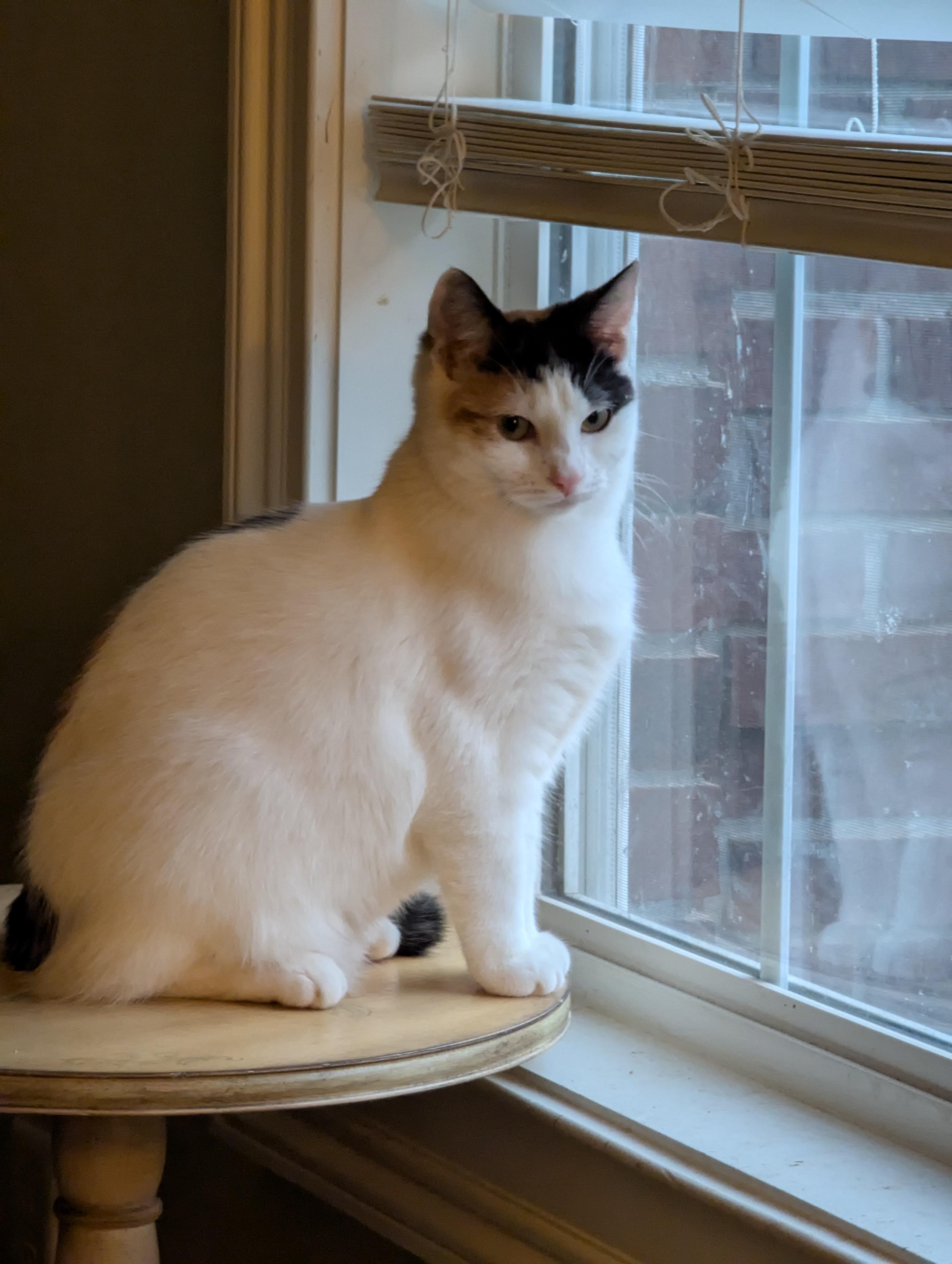 Enlarge Paw-liana, a Adoptable Calico in Malden, MA image 1/6