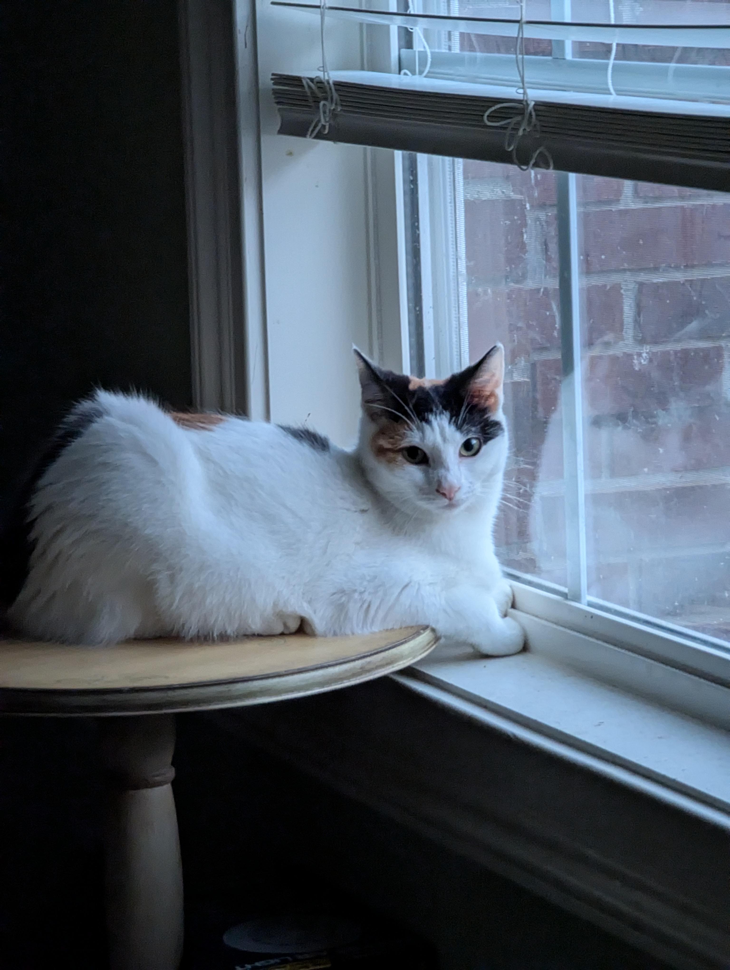 Enlarge Paw-liana, a Adoptable Calico in Malden, MA image 6/6