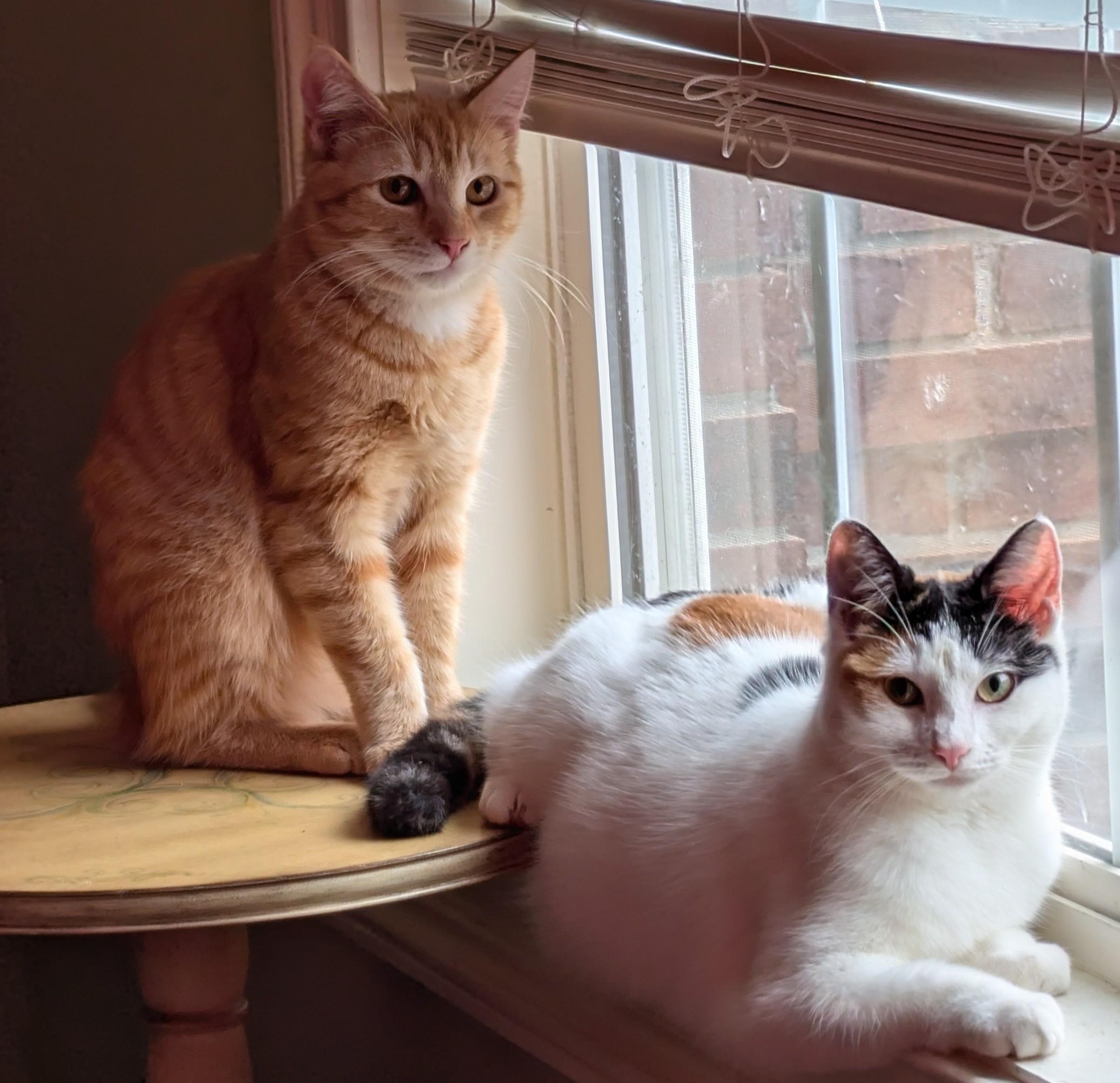 Enlarge Paw-liana, a Adoptable Calico in Malden, MA image 3/6