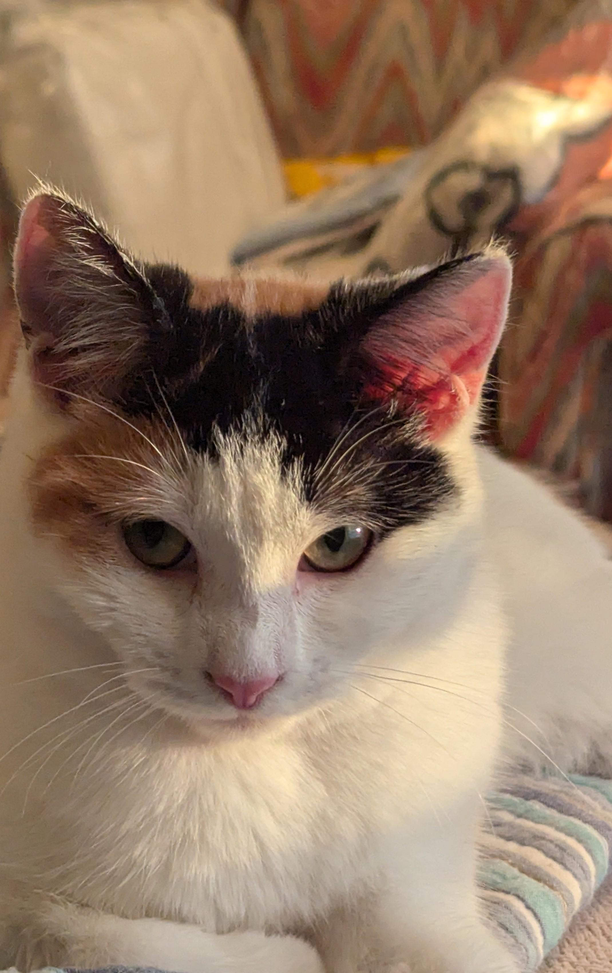 Enlarge Pawliana - Miss Independent, a Adoptable Calico in Malden, MA image 2/3