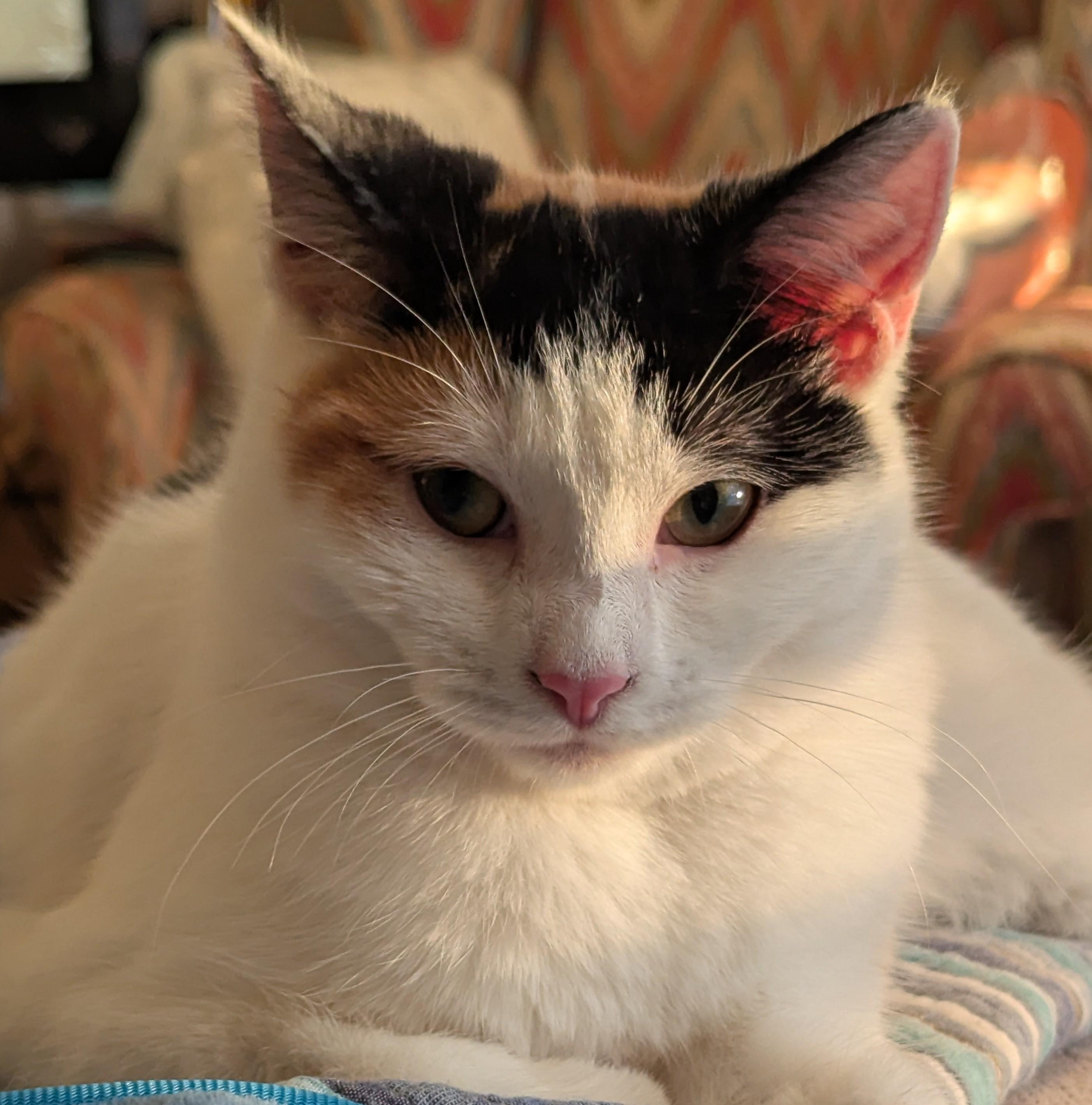 Enlarge Pawliana - Miss Independent, a Adoptable Calico in Malden, MA image 3/3