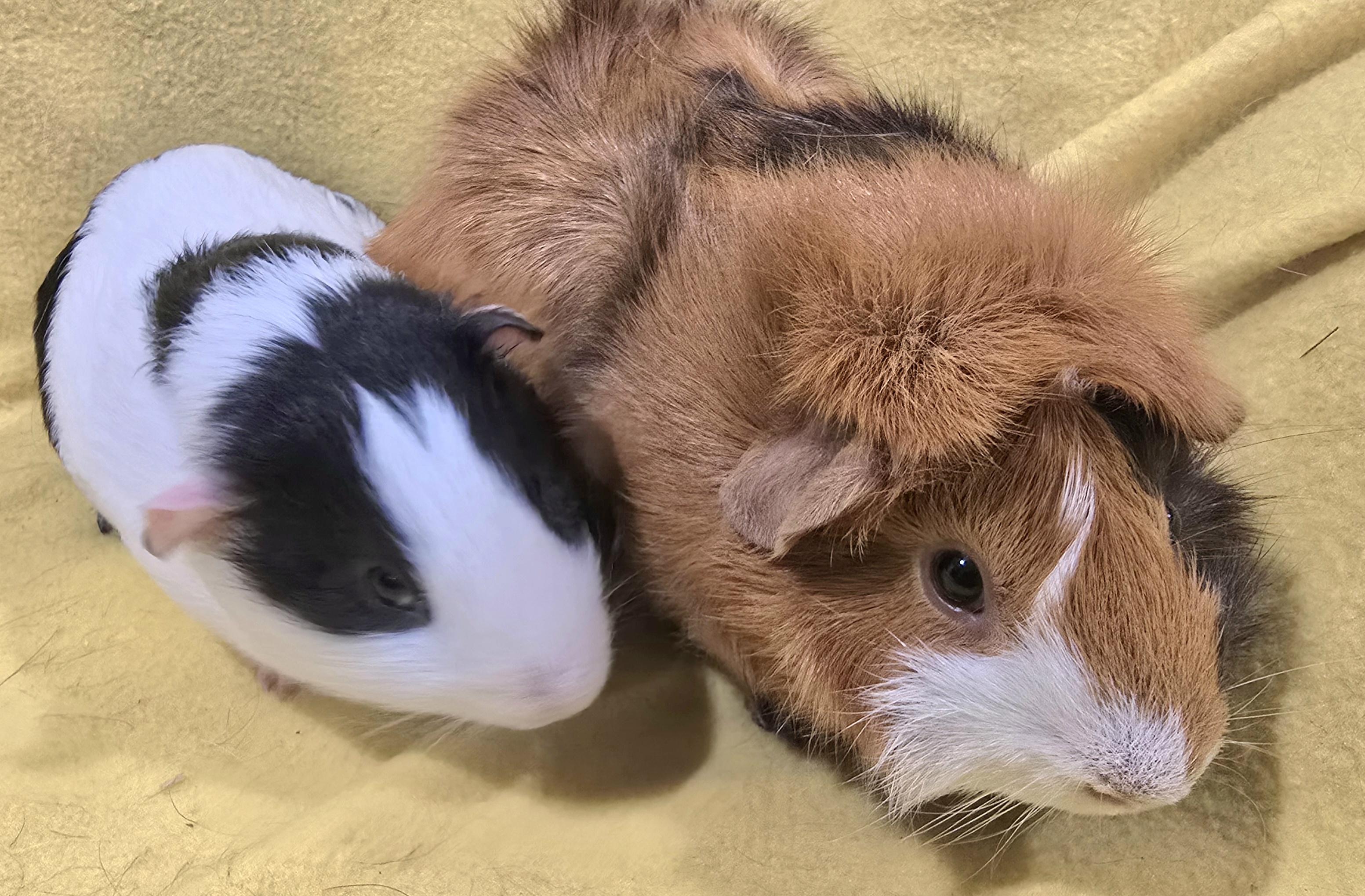 Enlarge Jack and Jasper, a Adopted Guinea Pig in New Kensington, PA image 3/3