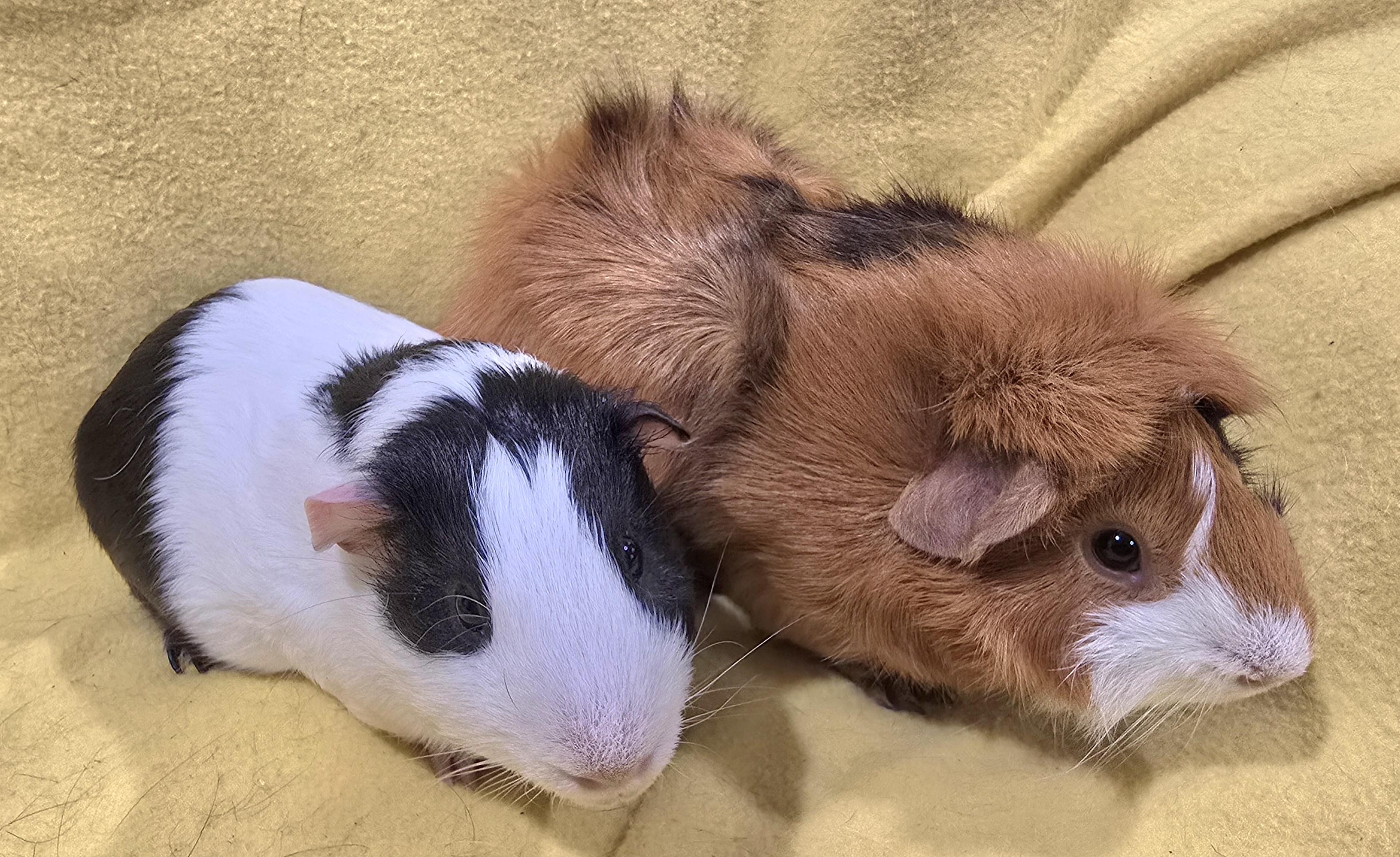 Enlarge Jack and Jasper, a Adopted Guinea Pig in New Kensington, PA image 2/3