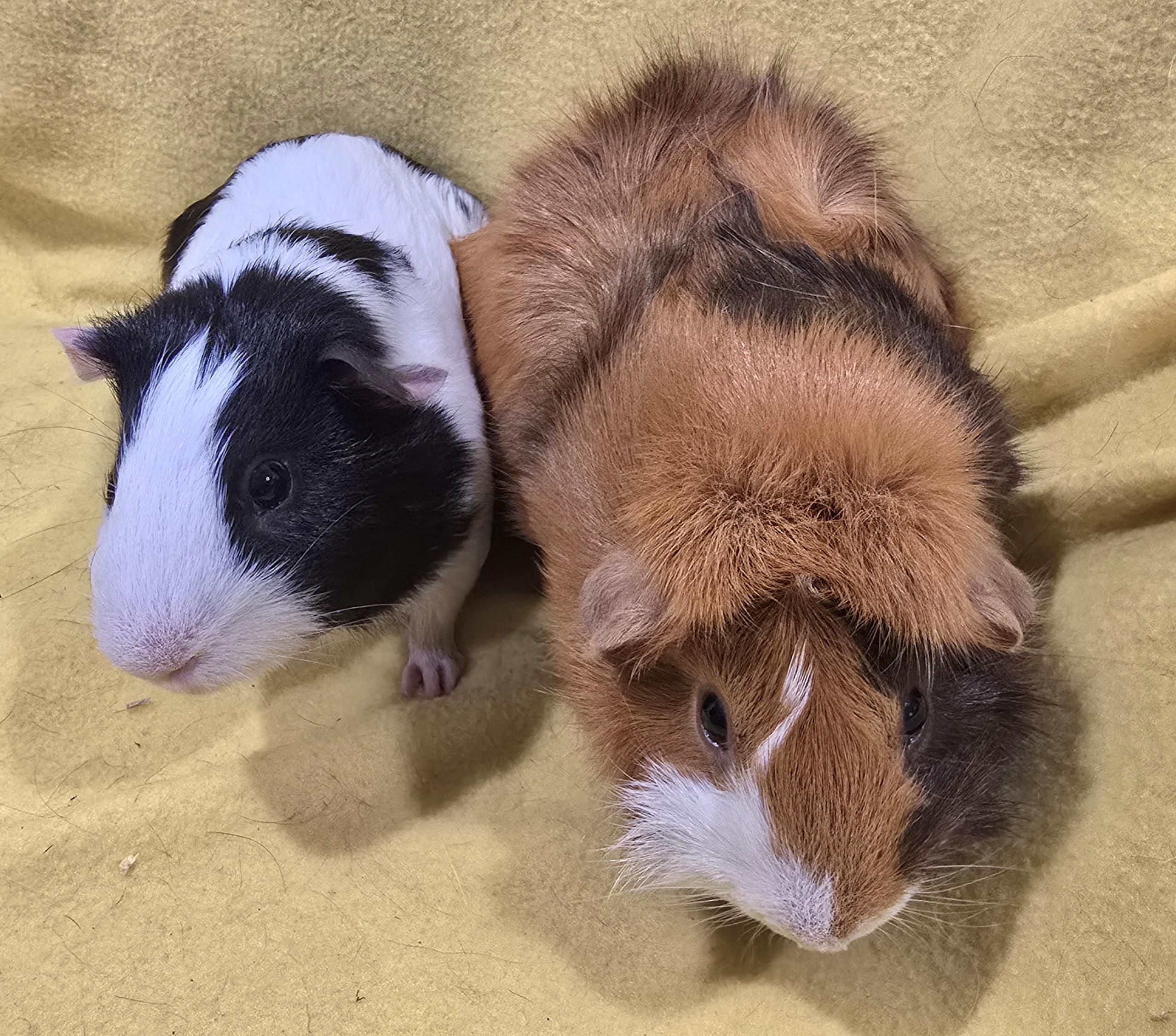 Jack and Jasper, Adopted, Young Male Guinea Pig.