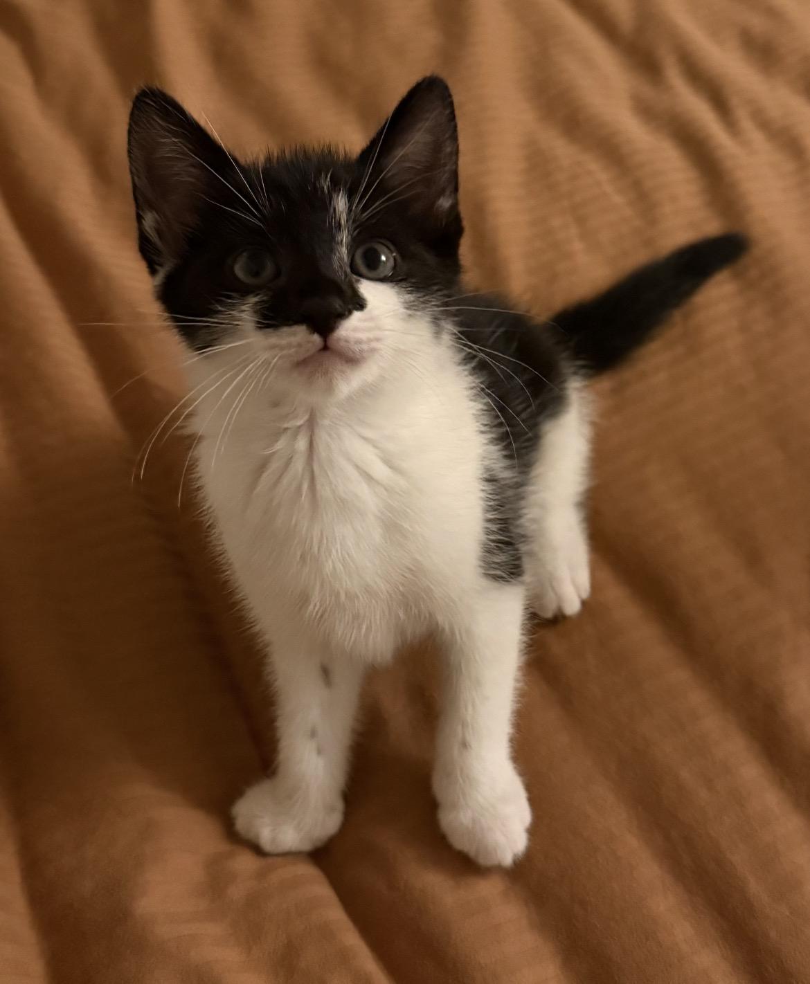 Enlarge HOLSTEIN, a Adoptable Domestic Short Hair in Spotswood, NJ image 2/6