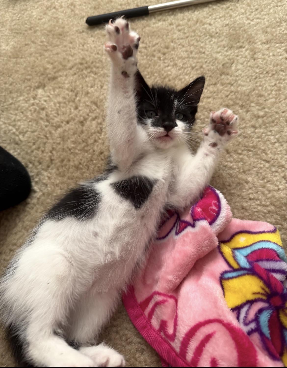Enlarge HOLSTEIN, a Adoptable Domestic Short Hair in Spotswood, NJ image 3/6
