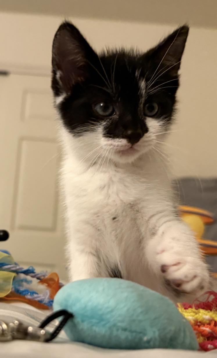 HOLSTEIN, Adoptable, Kitten Female Domestic Short Hair.