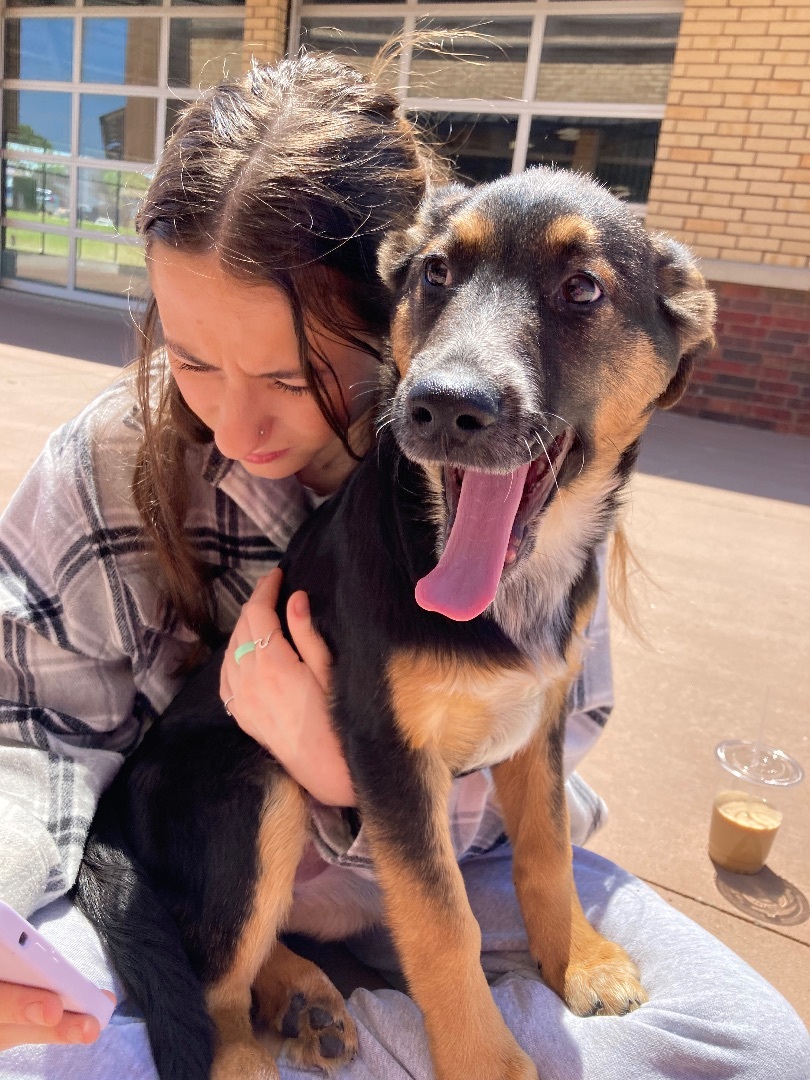 Mikie and Marvin, Adult Female Australian Cattle Dog / Blue Heeler