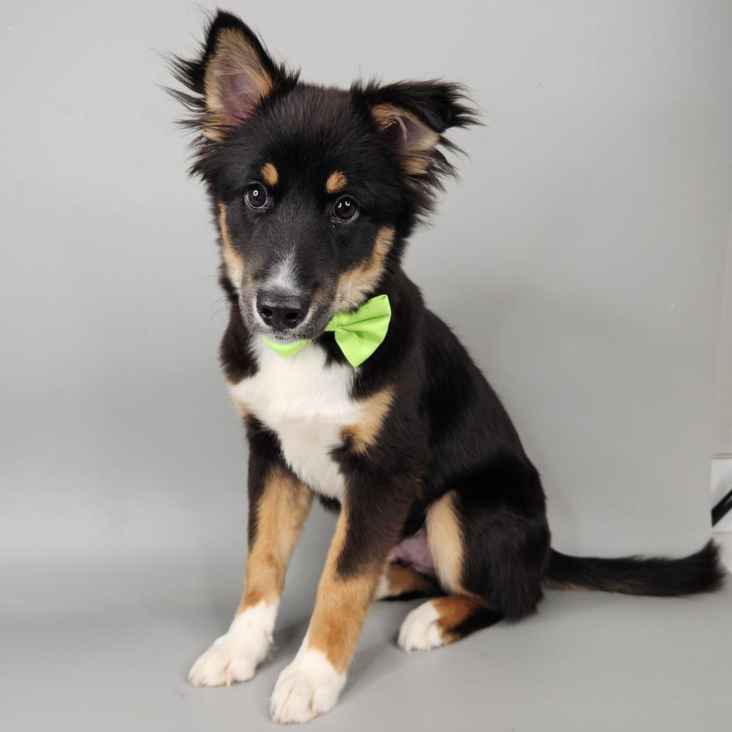 Junior, Adoptable, Puppy Male Siberian Husky.