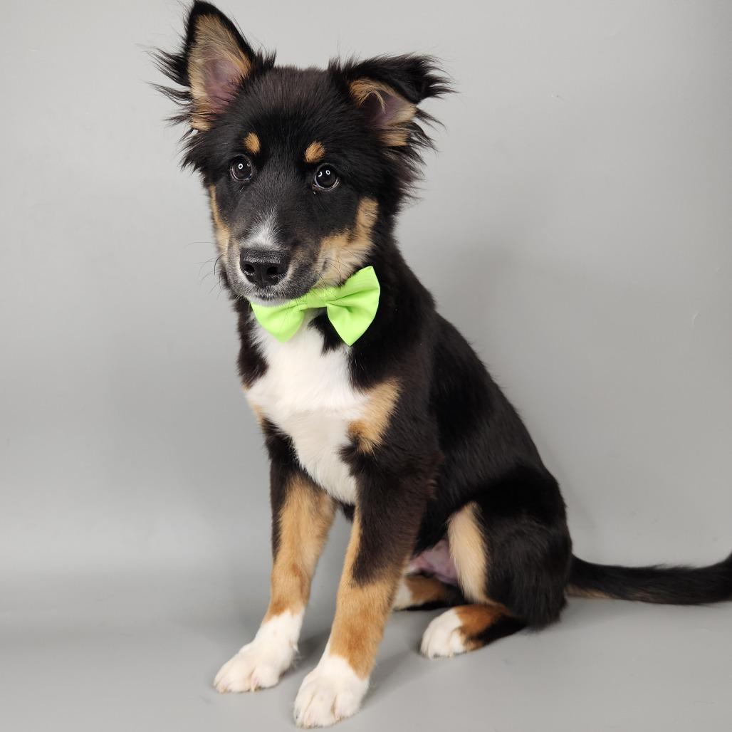 Enlarge Junior, a Adoptable Siberian Husky in Fort Wayne, IN image 2/3