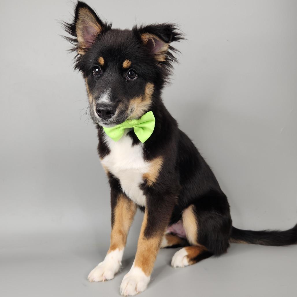 Enlarge Junior, a Adoptable Siberian Husky in Fort Wayne, IN image 3/3