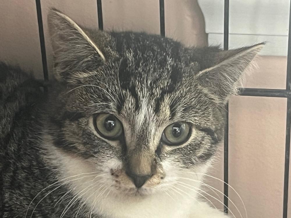 Enlarge Kora, a Adoptable Domestic Short Hair in Duxbury, MA image 1/4