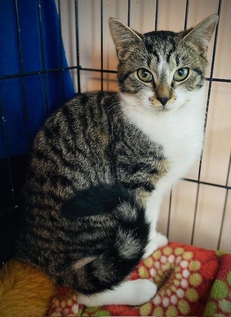 Enlarge Kora, a Adoptable Domestic Short Hair in Duxbury, MA image 2/4