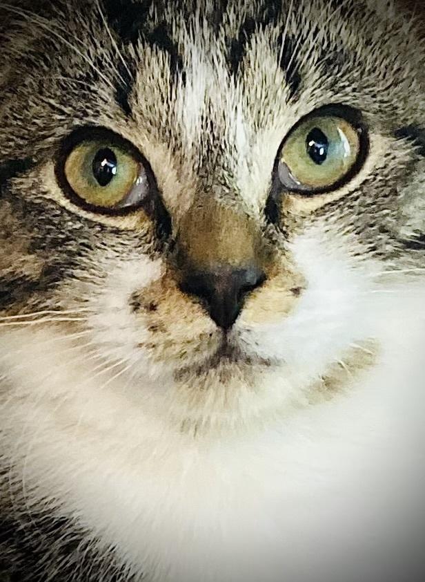 Enlarge Kora, a Adoptable Domestic Short Hair in Duxbury, MA image 3/4