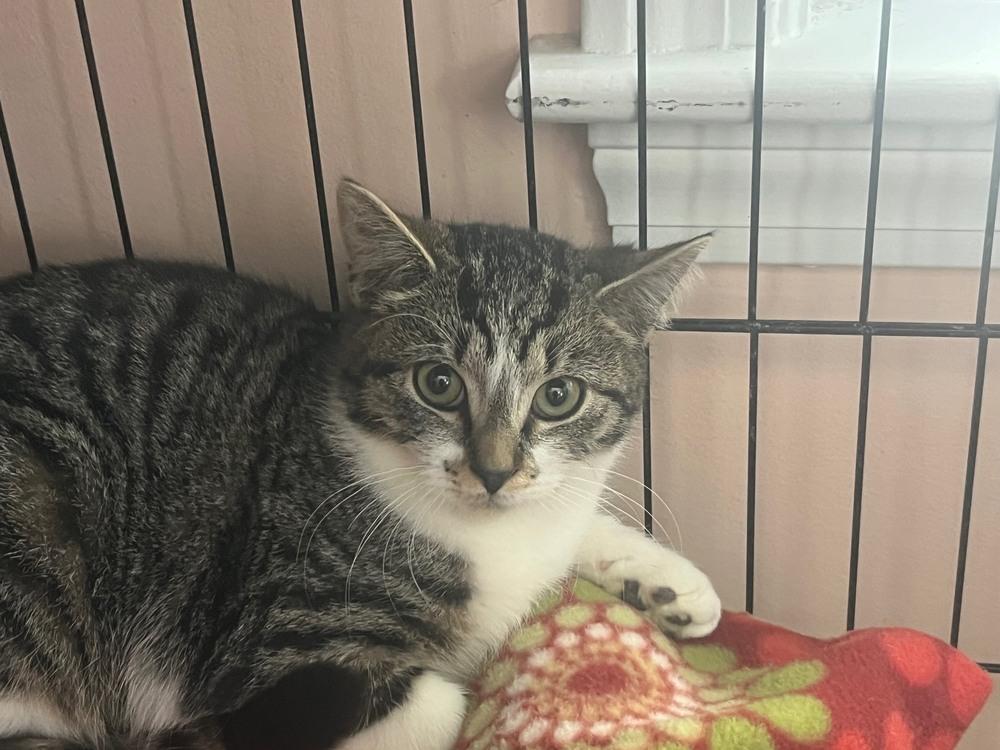 Enlarge Kora, a Adoptable Domestic Short Hair in Duxbury, MA image 4/4