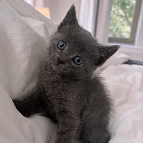 Tangelo, adopted, Kitten Female Domestic Short Hair.