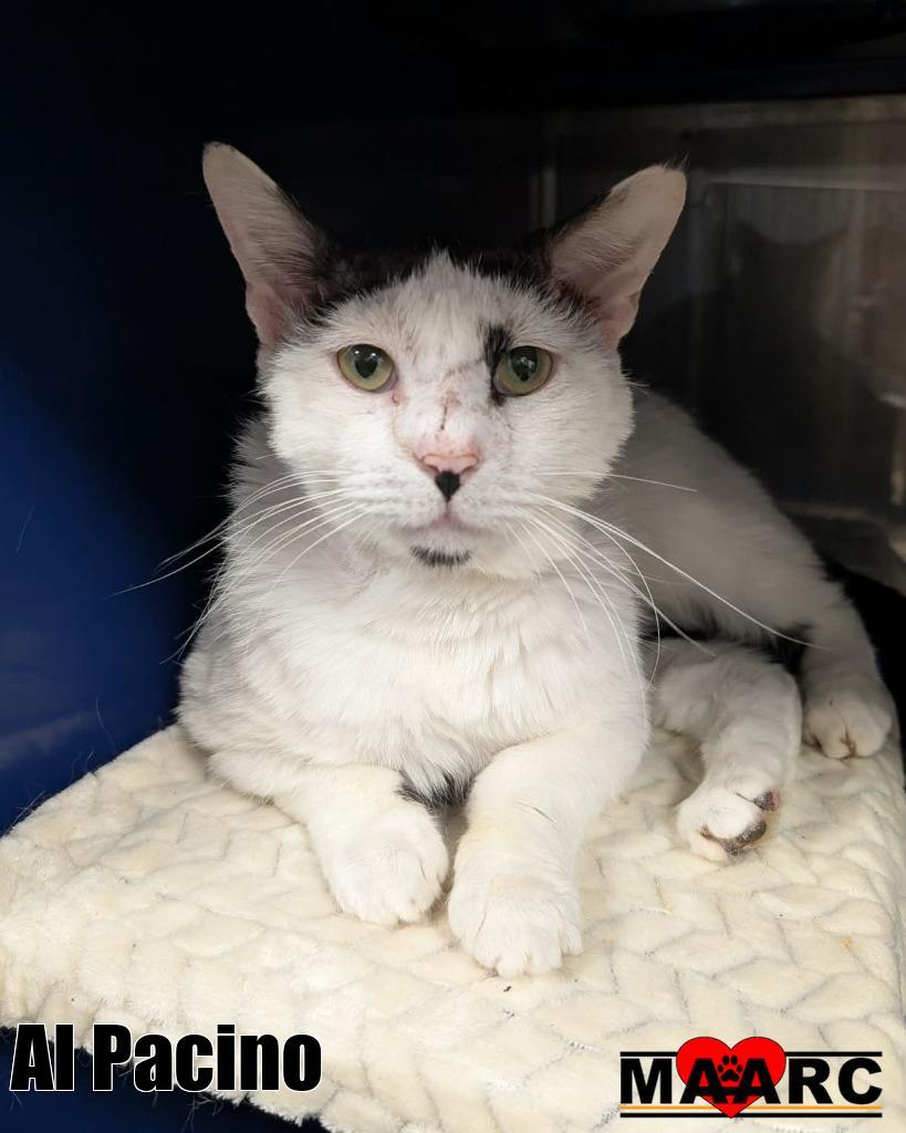 Enlarge Al Pacino, a Adoptable mixed breed in Maryville, TN image 2/3
