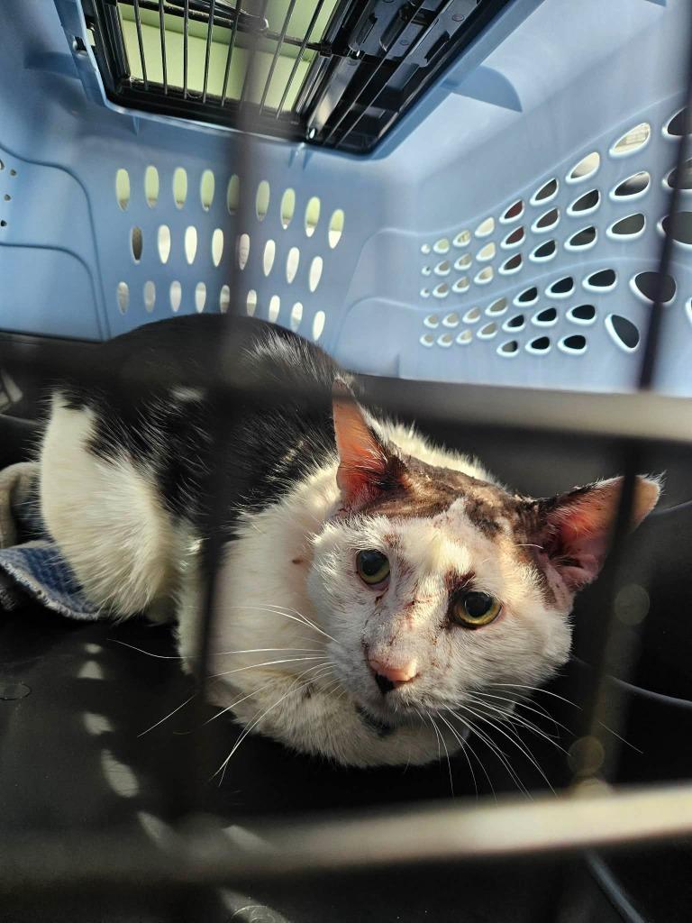 Enlarge Al Pacino, a Adoptable mixed breed in Maryville, TN image 3/3