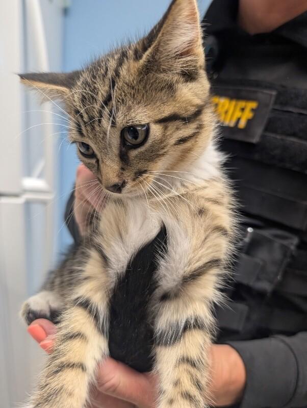 Arrow, Adoptable, Young Male Domestic Short Hair.