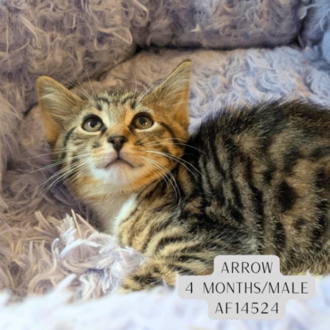 Enlarge Arrow, a Adoptable Domestic Short Hair in Supply, NC image 2/2