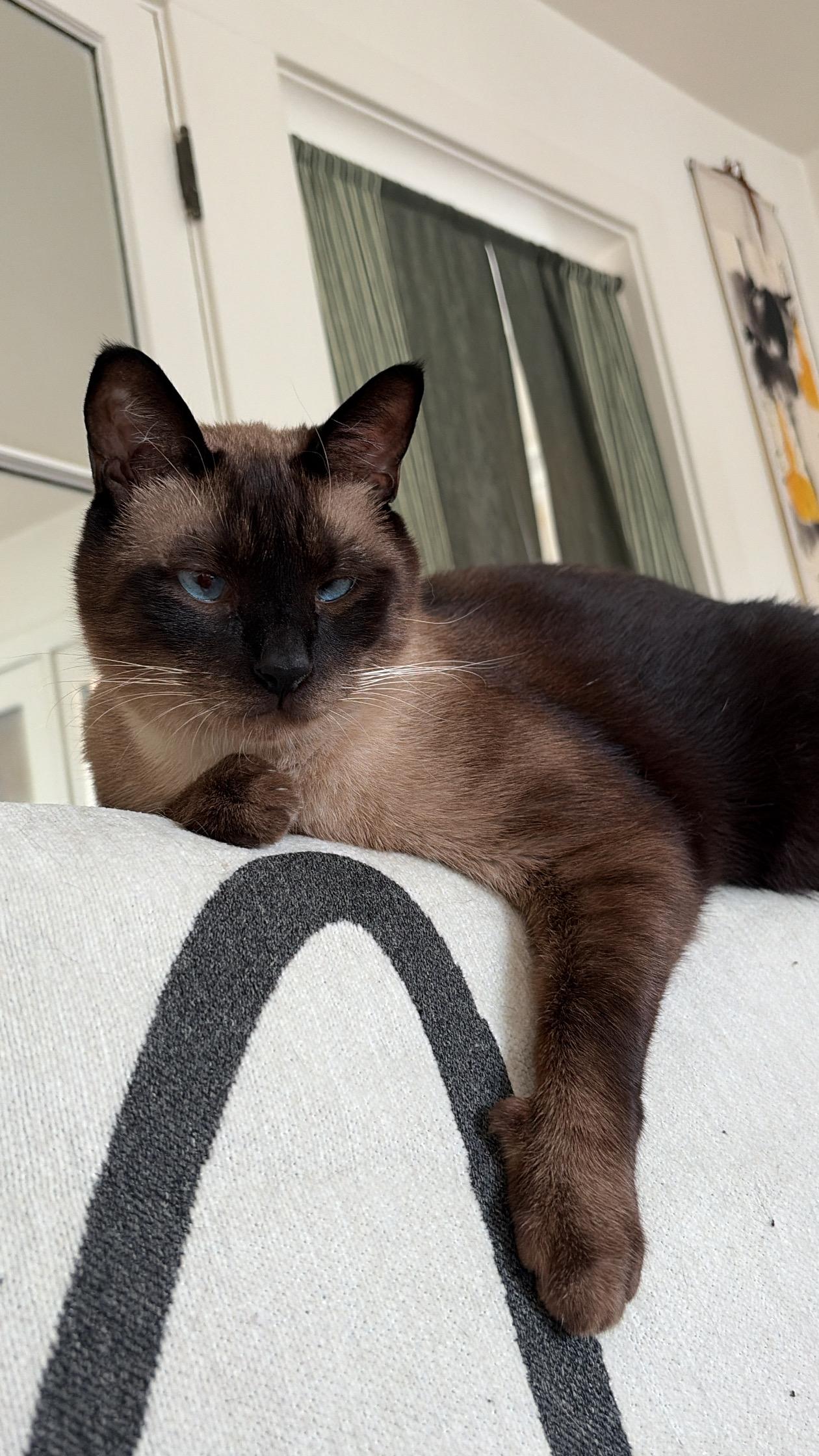 Dizz (bonded with Nyxx) 6