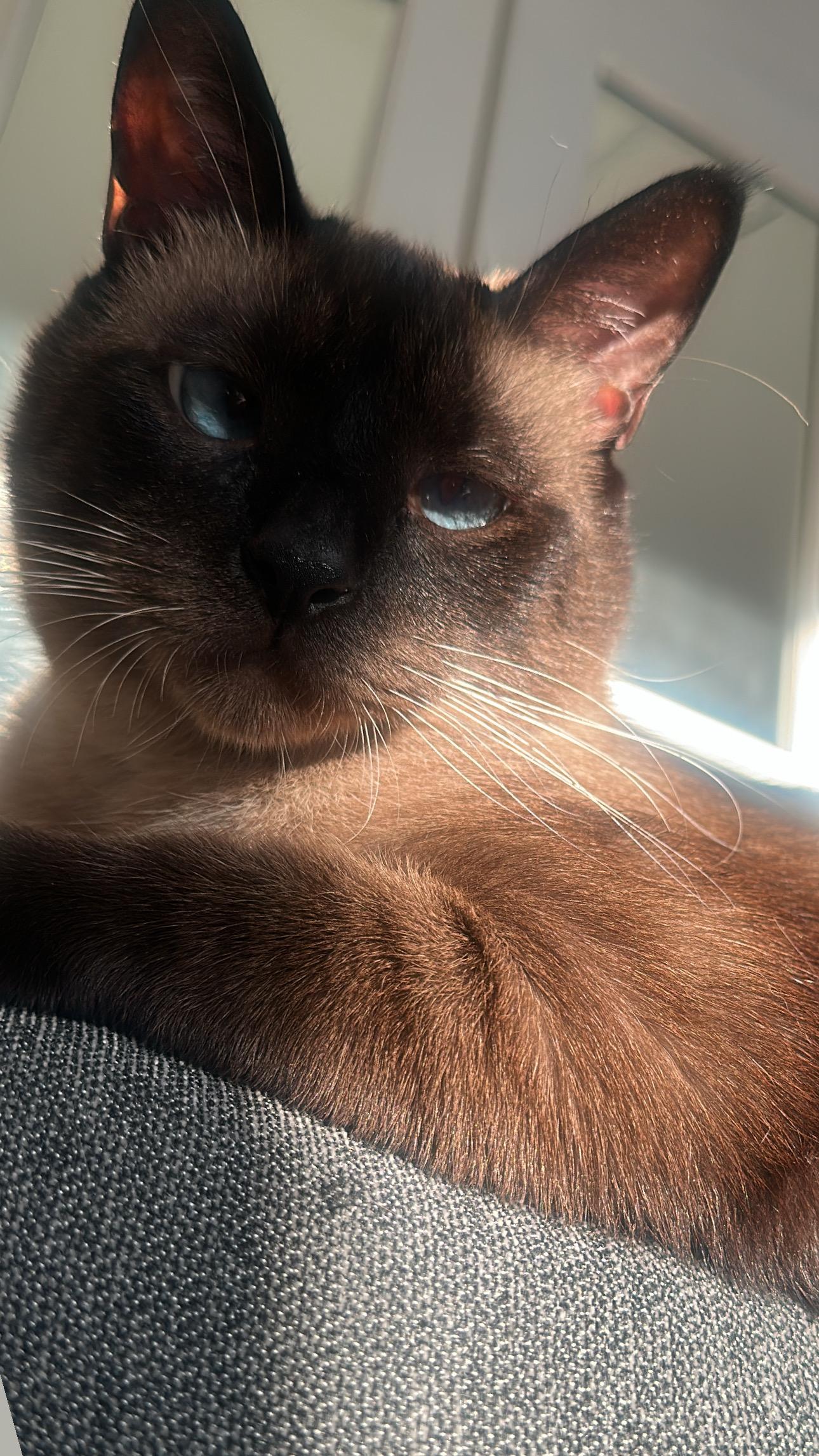 Dizz (bonded with Nyxx)