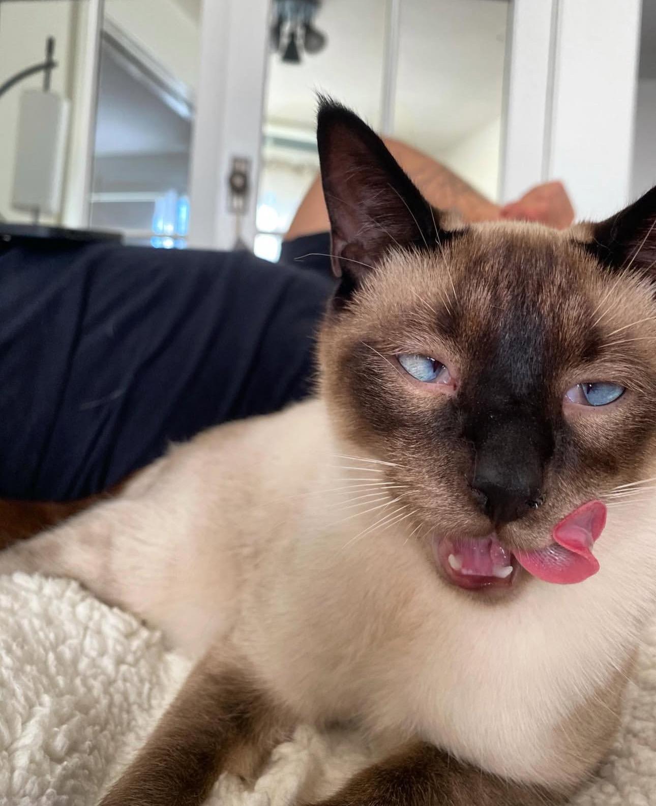 Dizz (bonded with Nyxx) 2