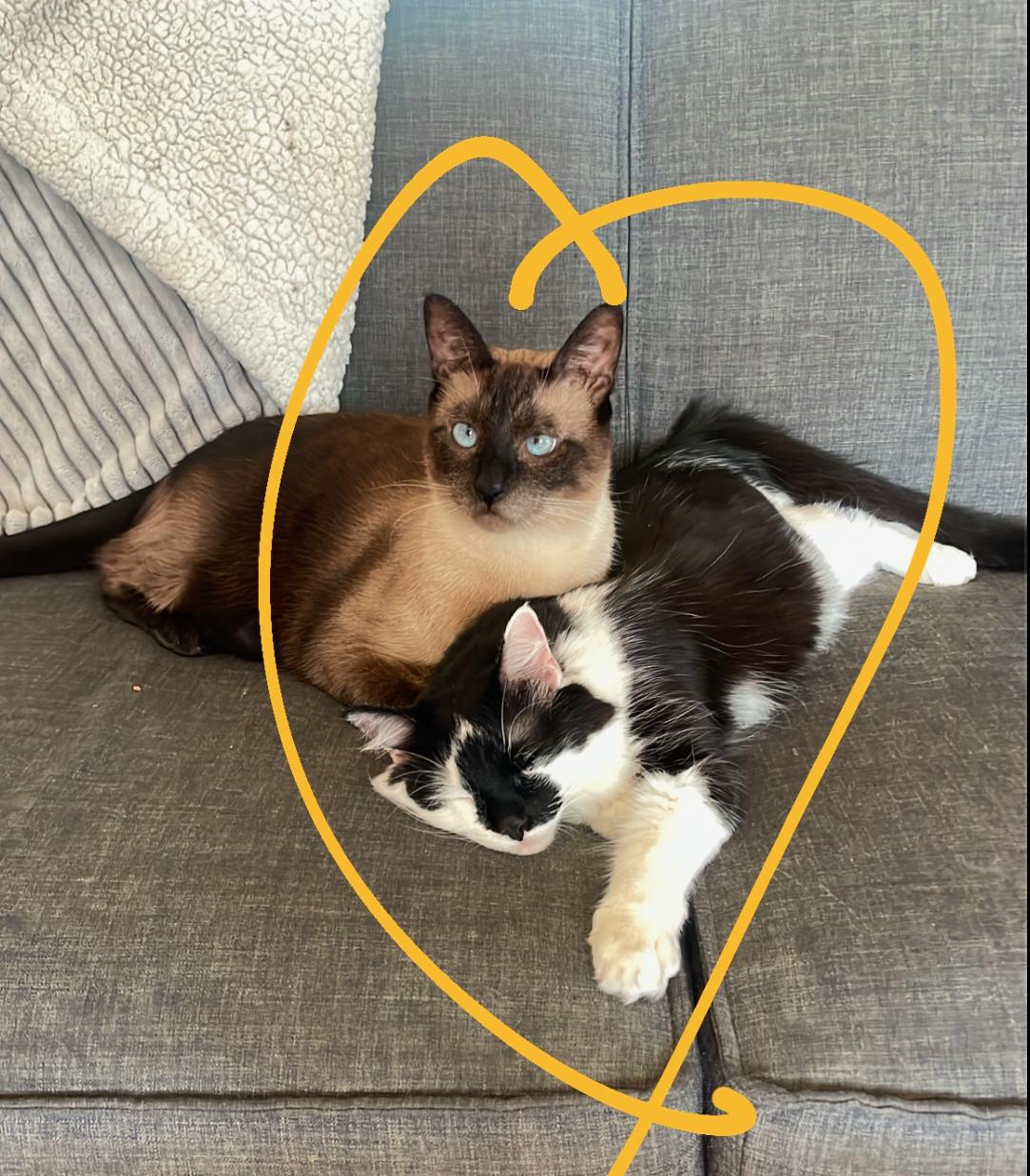 Dizz (bonded with Nyxx) 3