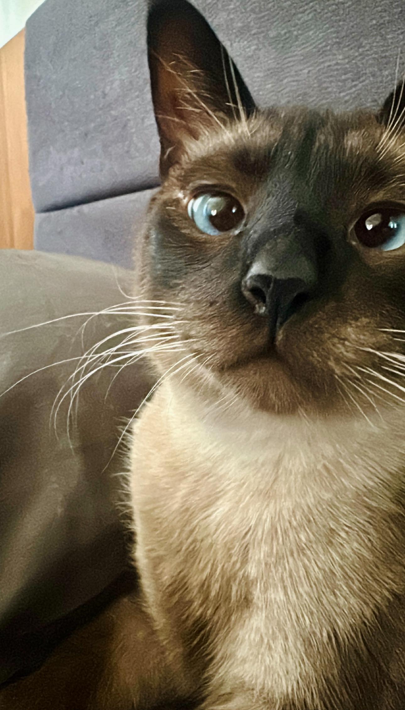 Dizz (bonded with Nyxx) 4