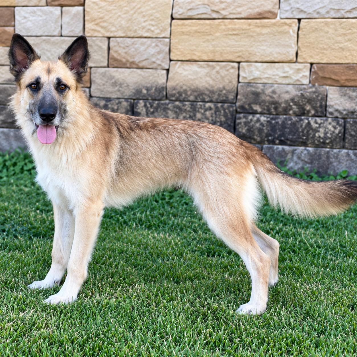 Enlarge SUNNY, a Adoptable mixed breed in Thornhill, ON image 3/3