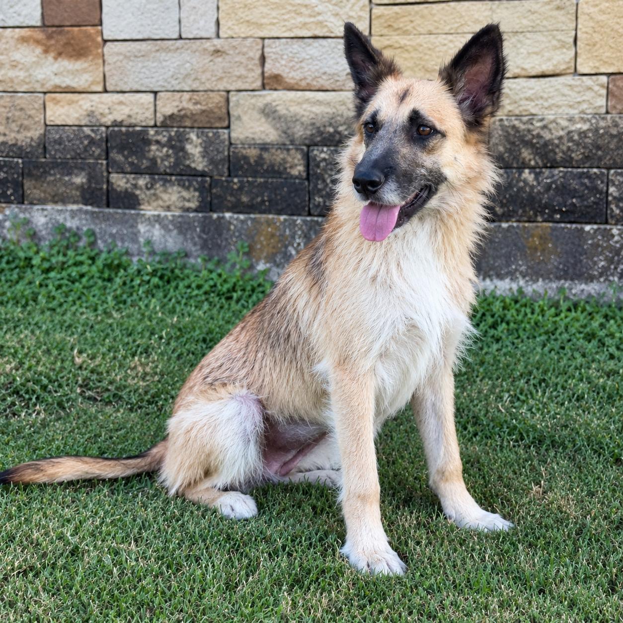 Enlarge SUNNY, a Adoptable mixed breed in Thornhill, ON image 2/3